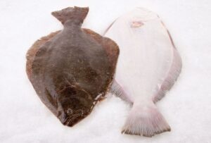 Sushi Sushi - Fluke