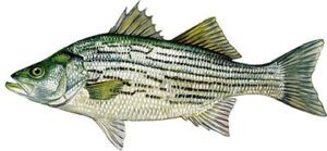 Sushi Sushi - Hybrid Striped Bass